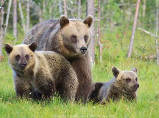 Finland Adventures -Nature and wildlife
